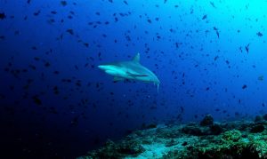 immersioni alle Maldive